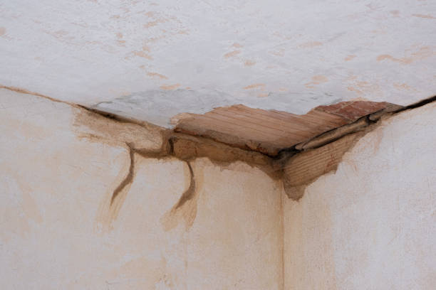 Best Carpet water damage restoration  in Natalbany, LA